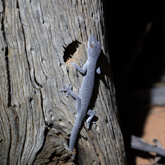 Strophurus williamsi
