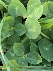 Trifolium repens