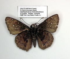 Achalarus