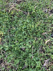 Trifolium repens