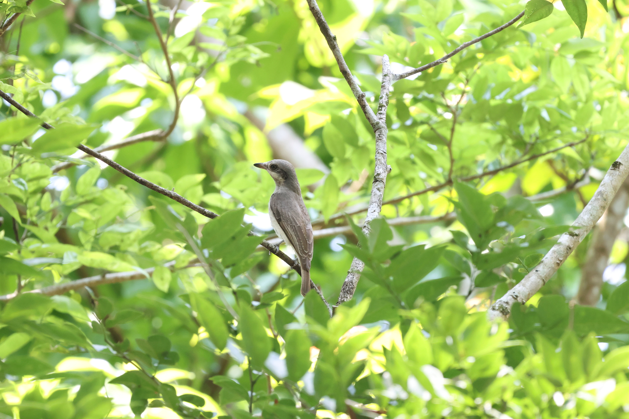Large Woodshrike (Tephrodornis virgatus), photo 6