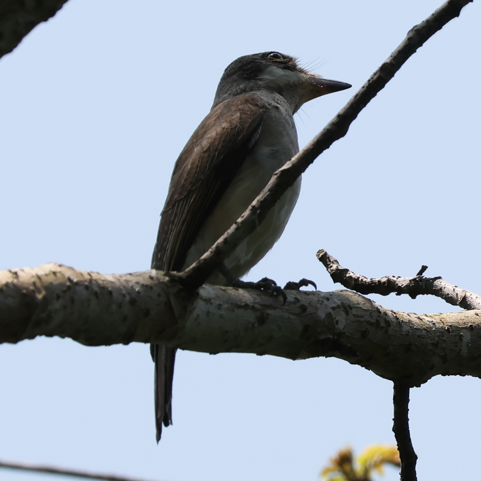 Large Woodshrike (Tephrodornis virgatus), photo 3