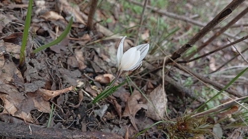 Crocus reticulatus, photograph 2