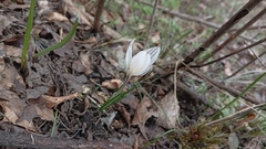 Crocus reticulatus, photograph author not stated, no rights reserved