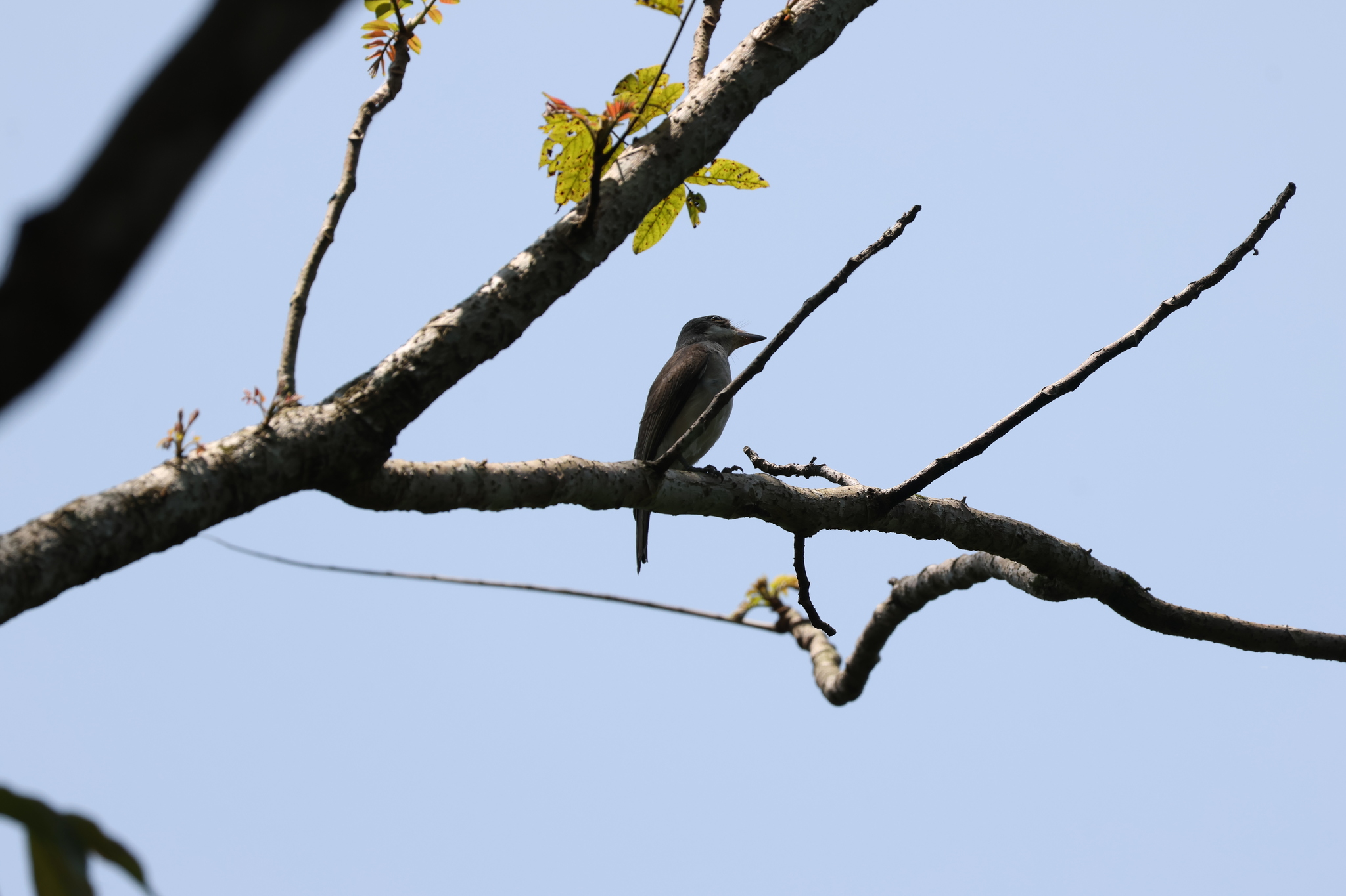 Large Woodshrike (Tephrodornis virgatus), photo 4
