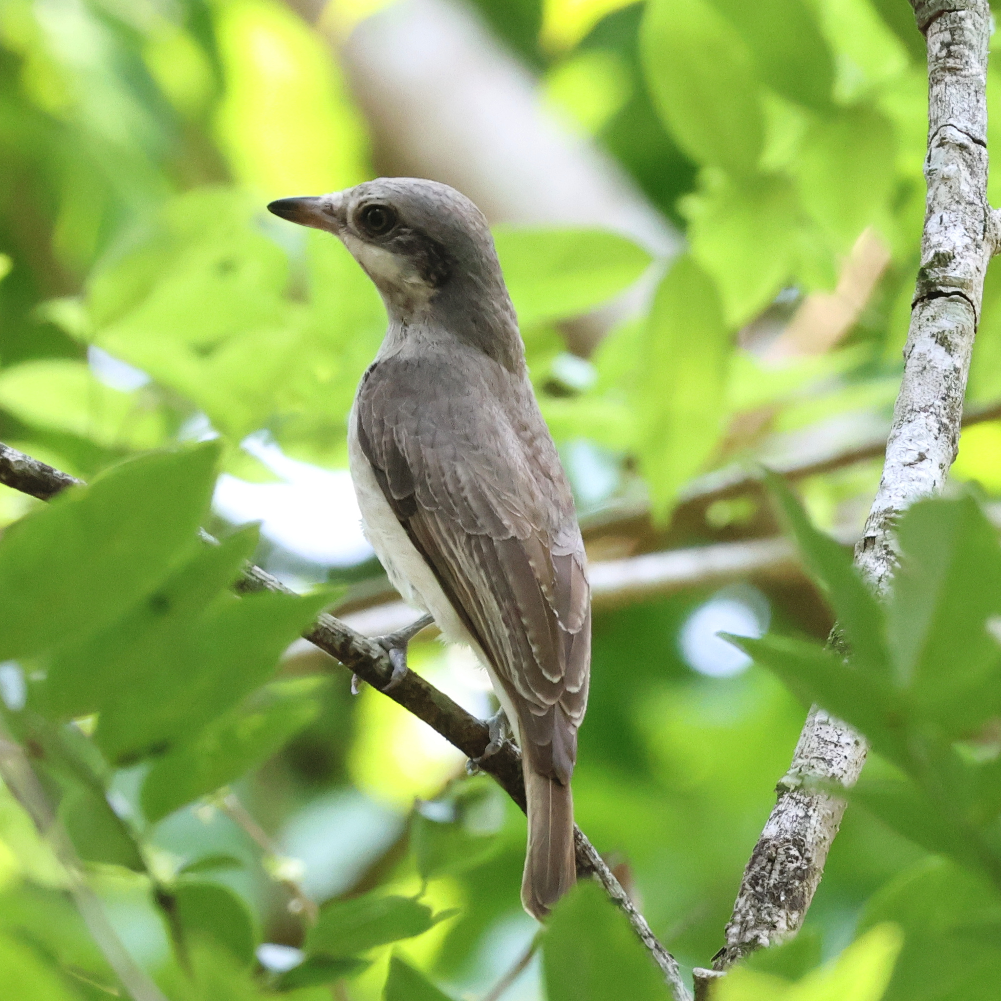 Large Woodshrike (Tephrodornis virgatus), photo 5