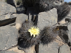 Copiapoa atacamensis