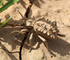 Sepidium tricuspidatum