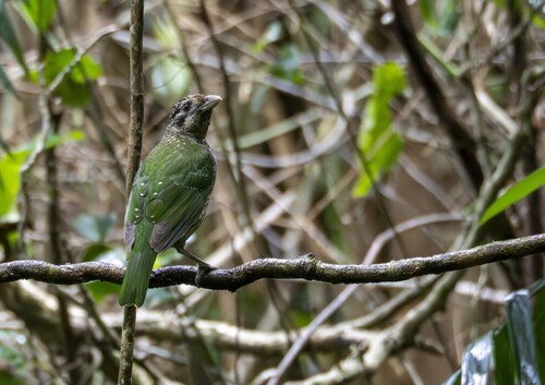 Spotted Catbird (Ailuroedus maculosus)
