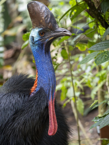 Southern Cassowary (Casuarius casuarius), photo 5