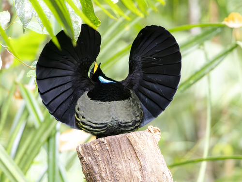 Victoria's Riflebird (Ptiloris victoriae)