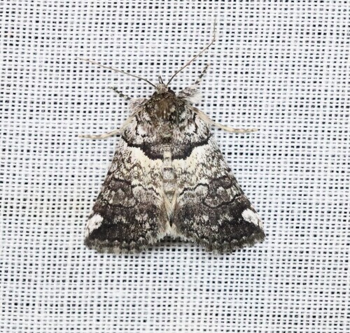 Prorocopis acroleuca