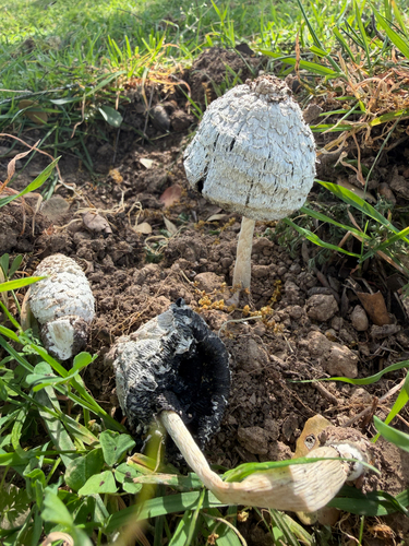Coprinus xerophilus