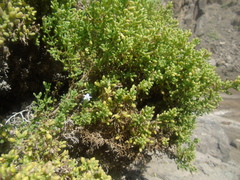 Nolana lachimbensis
