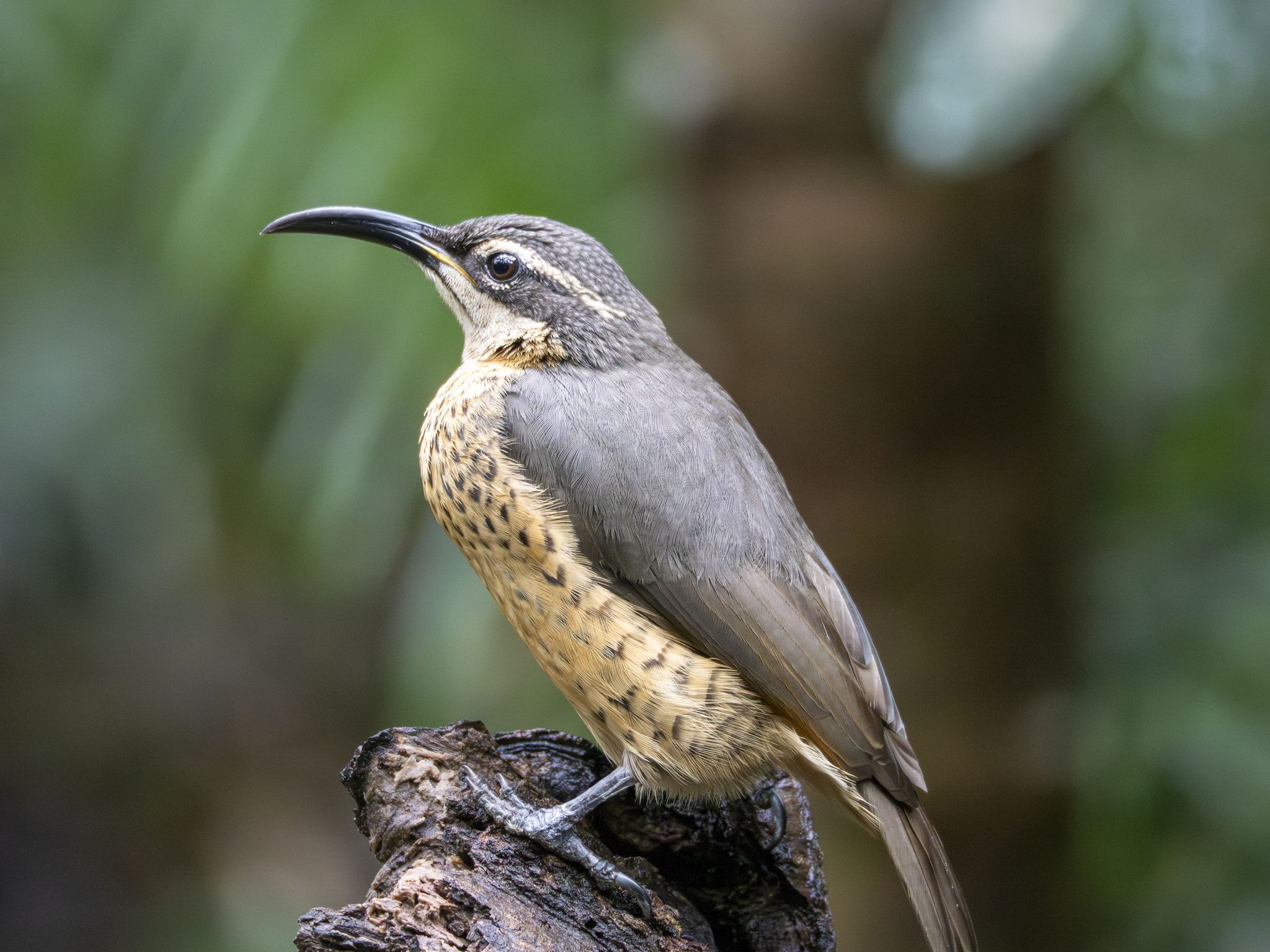 Victoria's Riflebird (Ptiloris victoriae), photo 2