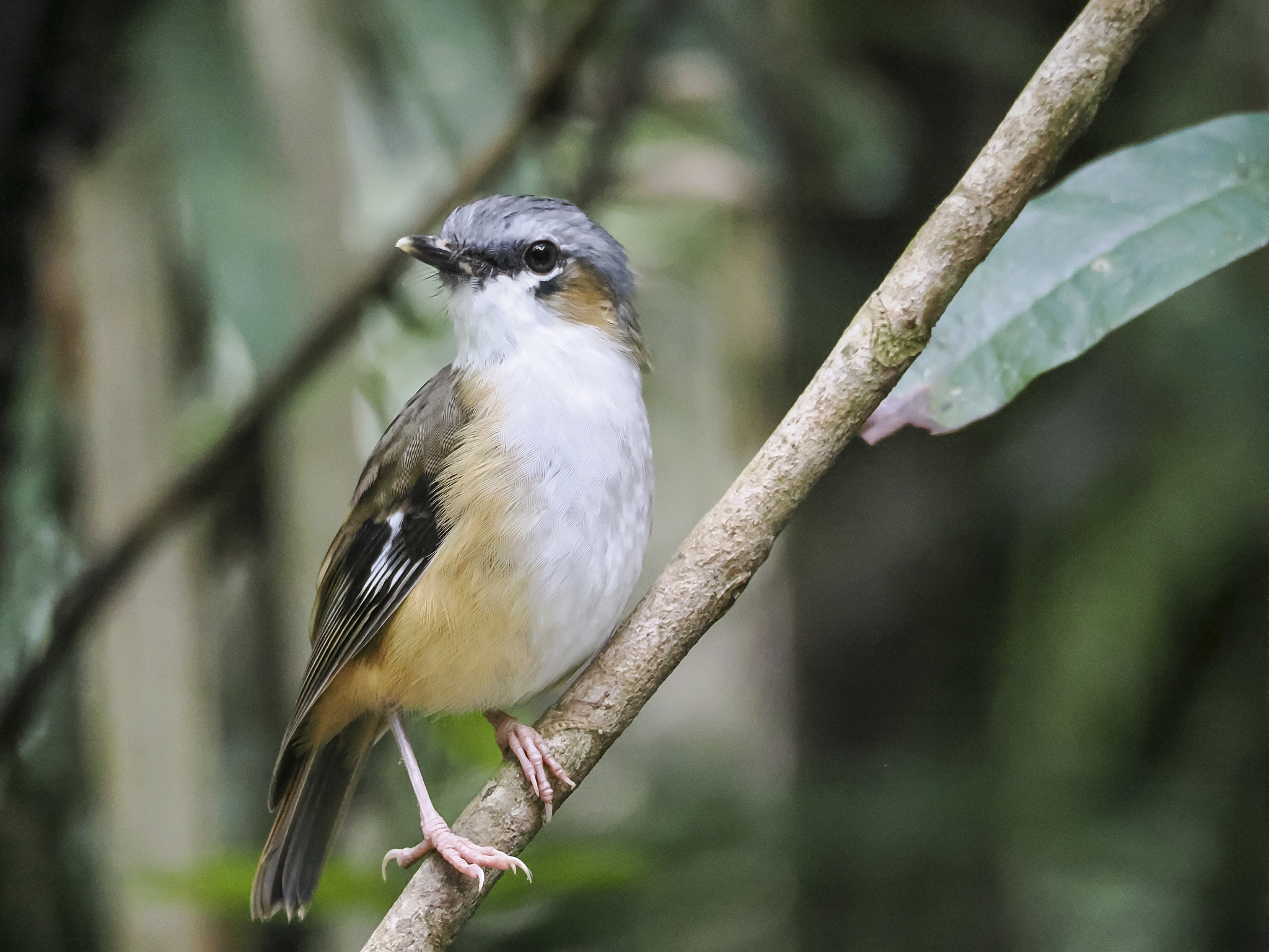Grey-headed Robin (Heteromyias cinereifrons), photo 2