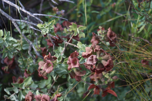 Lanceleaf Sage (Salvia lanceolata)