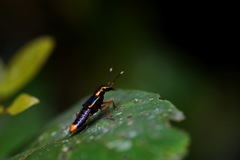 Actinus macleayi
