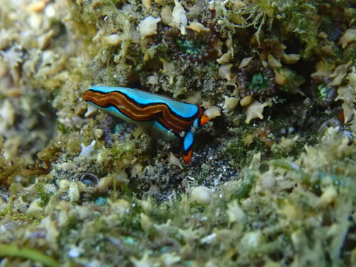 Thuridilla lineolata