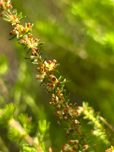 Stickyleaf Heath (Erica muscosa)