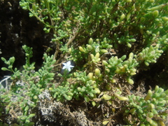 Nolana lachimbensis