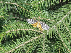 Arichanna melanaria