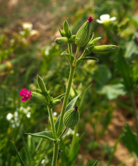 Silene coniflora