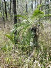 Cycas megacarpa