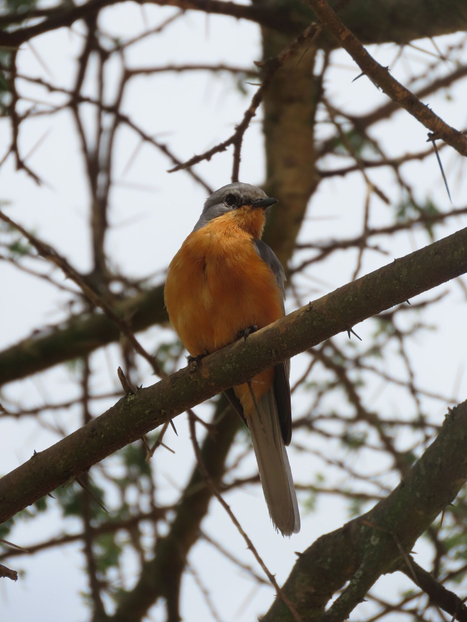 Silverbird (Empidornis semipartitus), photo 7