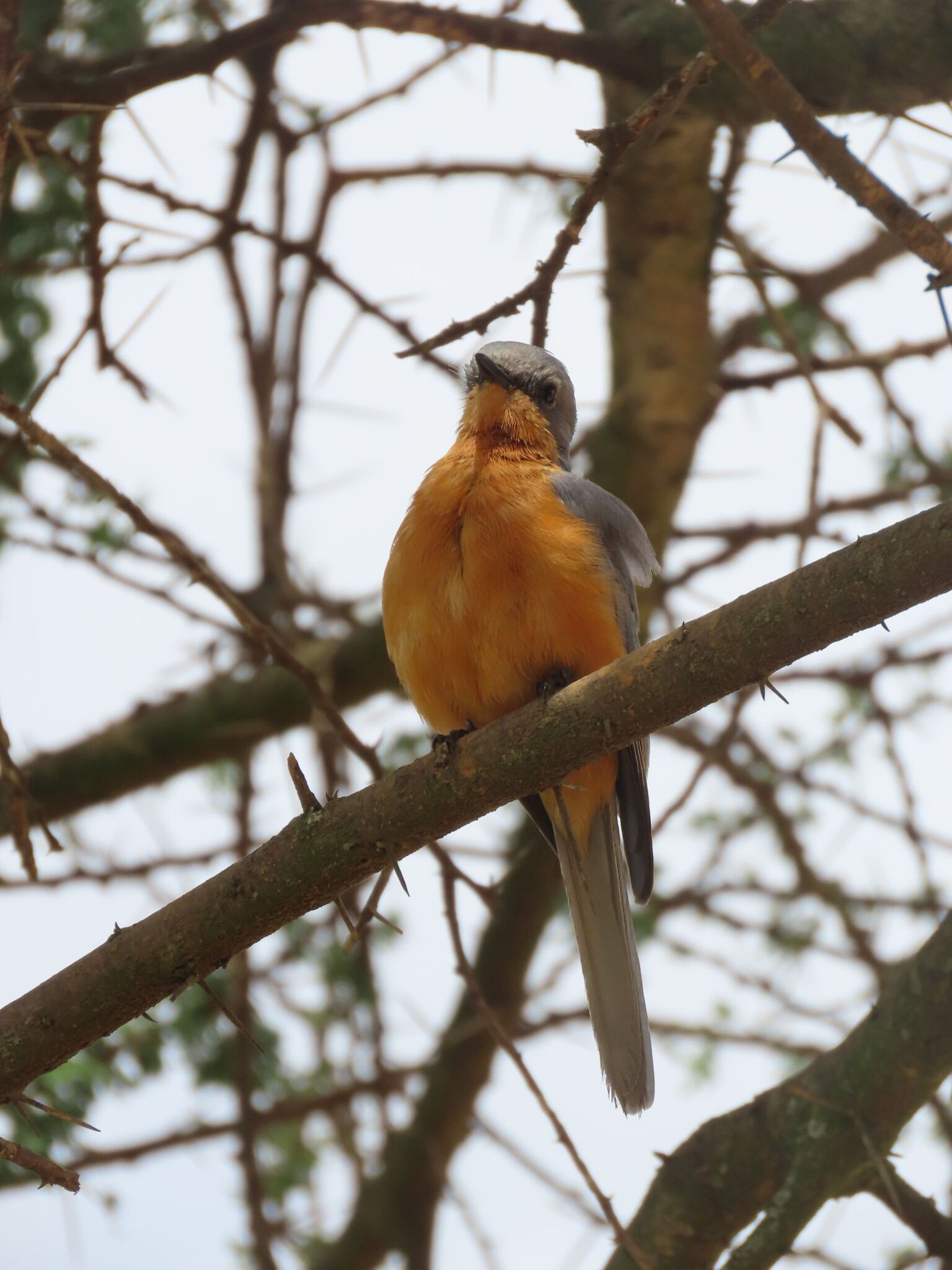 Silverbird (Empidornis semipartitus), photo 6