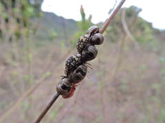 Orsilochides scurrilis