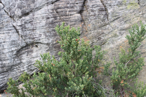 Cape Sumach (Colpoon compressum)