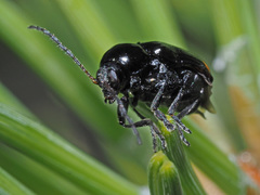 Cryptocephalus biguttatus