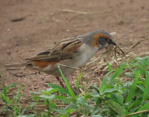 Kenya Sparrow (Passer rufocinctus), photo 9