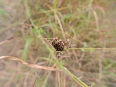Orsilochides scurrilis
