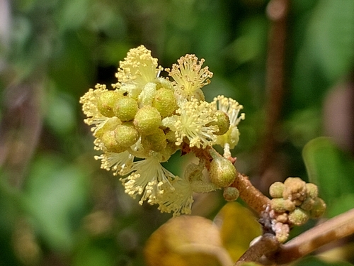 Mallotus oppositifolius observed 2026-03-31