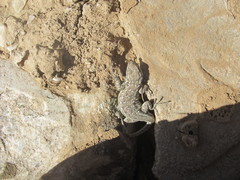 Uta stansburiana stansburiana