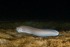 Ophidion