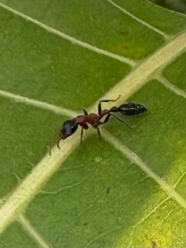 Arboreal Bicolored Slender Ant