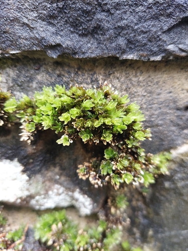 Spiral Extinguisher-moss (Encalypta streptocarpa)