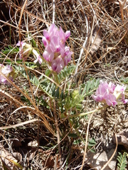 Astragalus plattensis