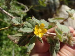 Malvastrum bicuspidatum