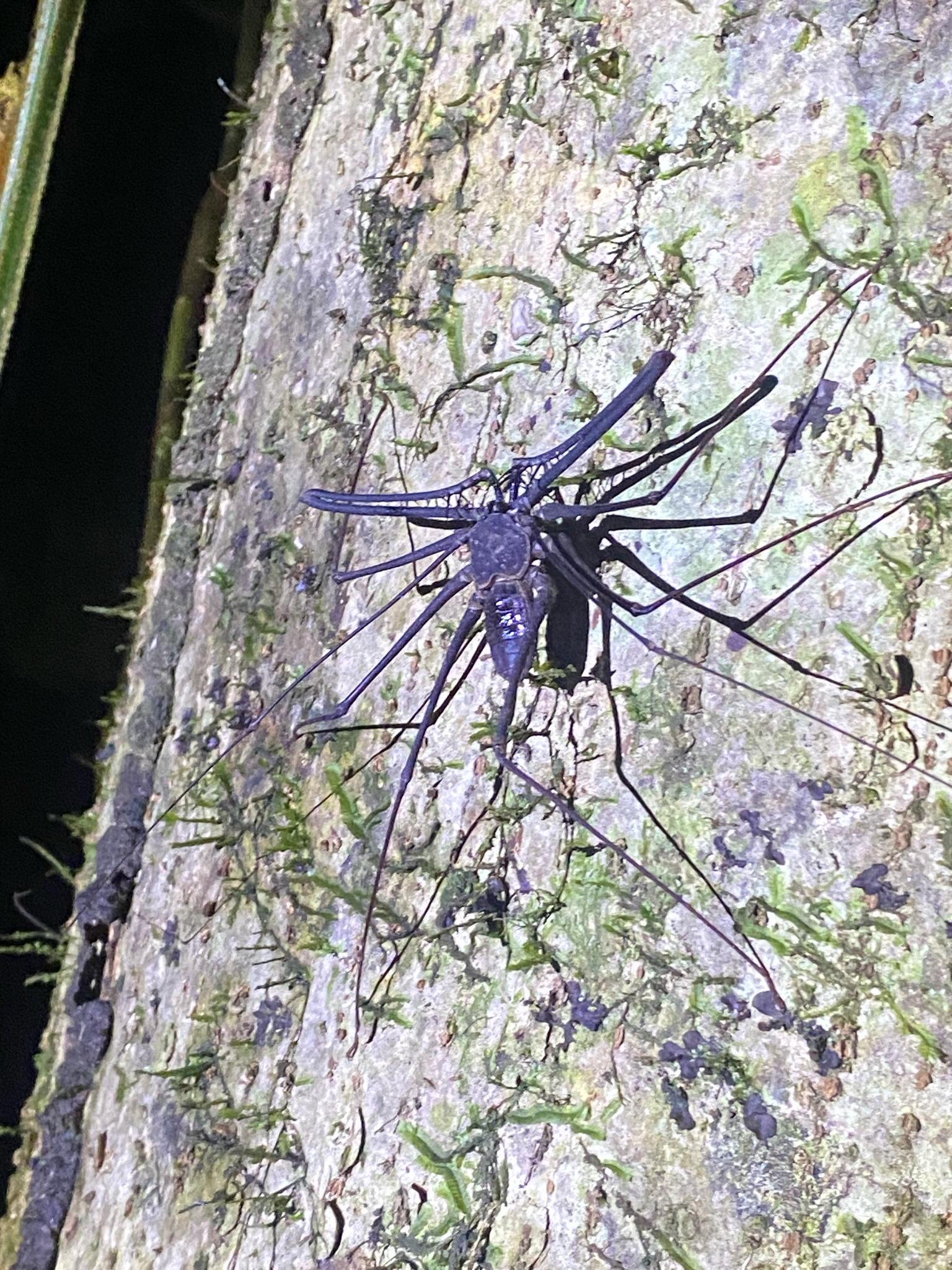 Heterophrynus batesii (Butler, 1873)