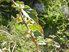 Malvastrum bicuspidatum