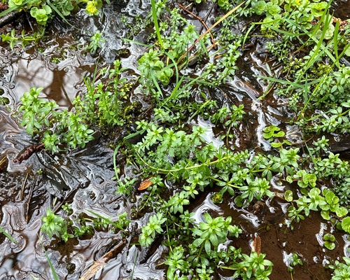 Common Marsh-Bedstraw (Galium palustre)