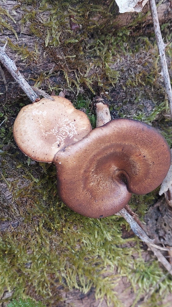 Lentinus brumalis · March 2026 · photo: © tabubua (iNaturalist, cc-by)