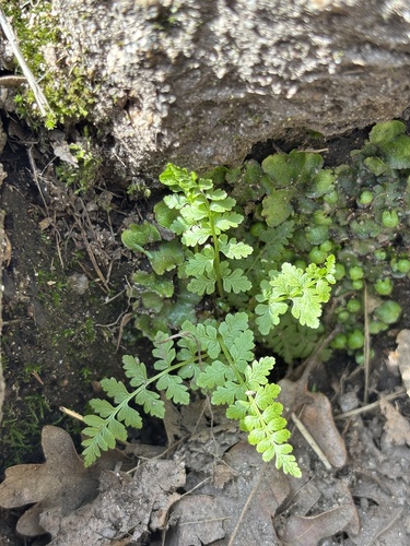Lanceolate Spleenwort (Asplenium obovatum)