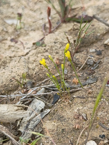yellow centaury (Cicendia filiformis)