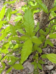 Sideroxylon lycioides, photograph author not stated, no rights reserved