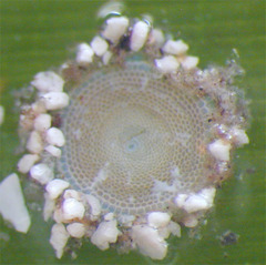 Sorites dominicensis
